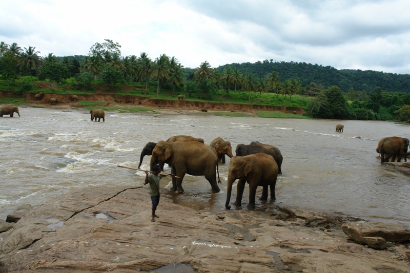        -     , - (Pinnawela-orphanage - washing elephants, Sri-Lanka)